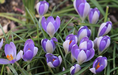 Debbie Blair's Color Inspiration, Unearthed Colors - , Wire Jewelry Design, Design, crocus color